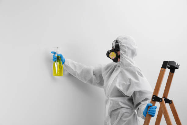 Best Black Mold Removal in USA